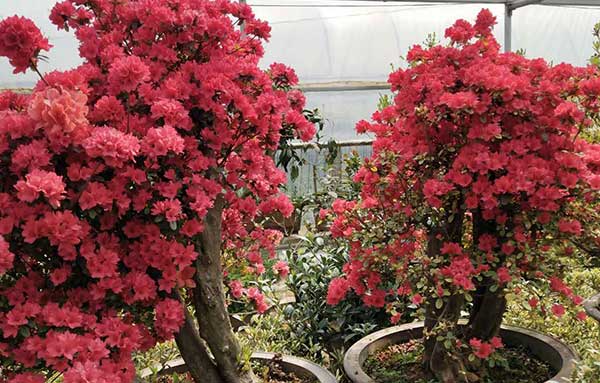 青島庭院設(shè)計(jì)施工|青島別墅景觀(guān)|黃島綠植租擺|青島中林景觀(guān)綠化工程有限公司。